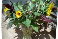 10686750_528016994012162_6211330678143903420_n