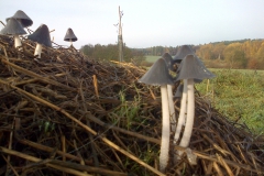 IMG-20131025-00471