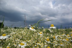 IMG_20200612_175230