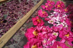 IMG_20200624_111946