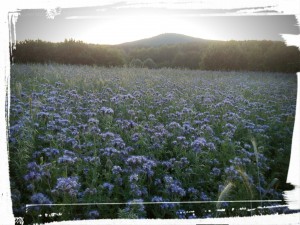 IMG_20150702_213209