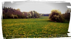 IMG_20150502_165700