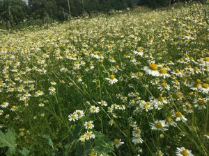 img_20160630_161018