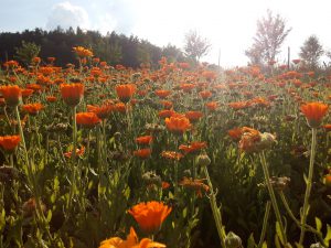 img_20160728_181808
